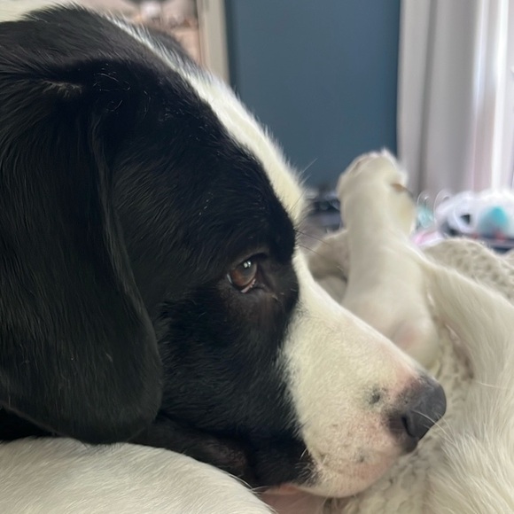 Meet your Posher, Jennifer (Jenny, Jenna, Jen) & my boy, Bauer ❤️🐶 - Picture 2 of 3